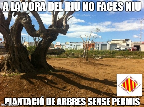 Història dels arbres del riu.